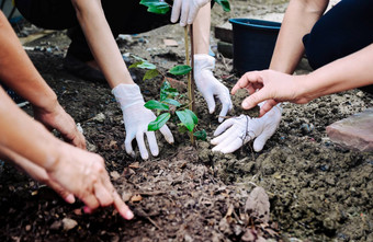 人类手种植树<strong>保护环境</strong>生态系统