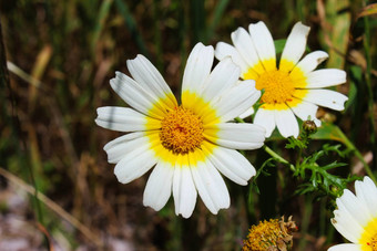 格莱比奥尼斯冠状动脉<strong>菊</strong>花coronarium野生花