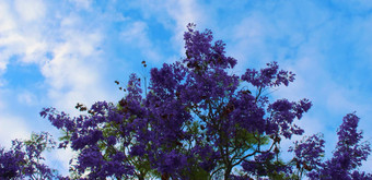 蓝花楹mimosifolia蓝色的天空云完美的作文颜色