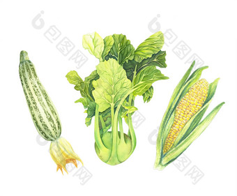 集新鲜的绿色蔬菜孤立的白色背景西葫芦卷心菜大头菜<strong>玉米棒子</strong>叶手绘水彩插图现实的艺术植物绘画