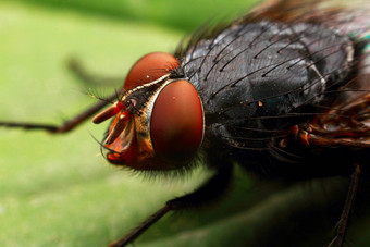 飞红色的眼睛小昆虫宏常见的绿色瓶飞绿头苍蝇发现区域世界