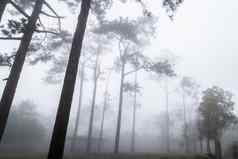 多雾的白色场景热带松森林