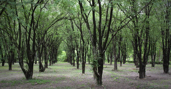 林业种植园增加绿色空间