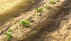 年轻的豆芽土豆使地面开始增长种植园场适当的维护肥料浇水保护昆虫真菌感染