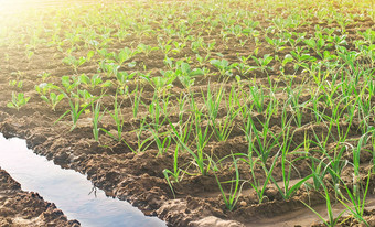 浇水种植园韭菜年轻的卷心菜农场农业场agroindustry农业综合企业日益增长的有机生态食物产品蔬菜护理培养农业