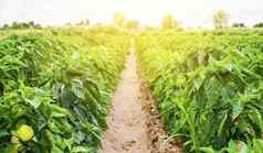 种植园甜蜜的保加利亚贝尔胡椒灌木农业农业培养护理收获农场日益增长的蔬菜agroindustry新鲜的绿色绿色植物日益增长的农学