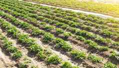 农场农业场种植园年轻的里维埃拉各种土豆灌木agroindustry农业综合企业培养护理收获晚些时候春天农业日益增长的食物蔬菜