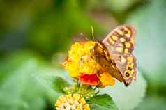 蝴蝶采取花粉黄色的花