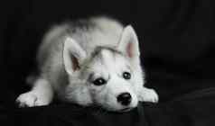 西伯利亚沙哑的小狗白色黑色的