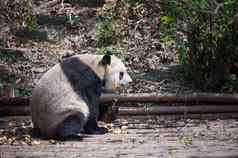 巨大的熊猫吃竹子特写镜头