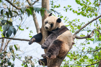 巨大的<strong>熊猫睡觉</strong>树