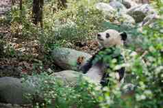 巨大的熊猫说谎岩石森林