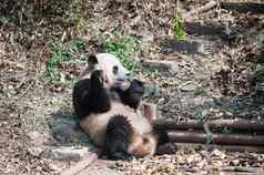 巨大的熊猫坐着吃竹子