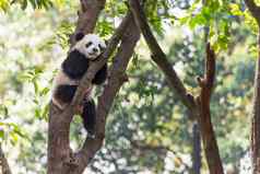 熊猫幼崽睡觉树
