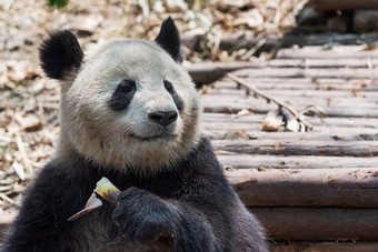 巨大的熊猫吃竹子特写镜头