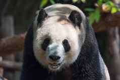 巨大的熊猫头像特写镜头中国