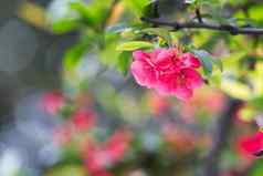 红色的海棠海棠花中国人红果
