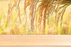 木板材大米种子黄金粮食种植园背景空木表格地板场大米植物帕迪农场木表格董事会空前面大米粮食种子黄色的黄金颜色植物显示大米