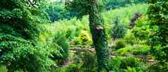艾薇树树树干树皮封面树叶绿色他来了增长