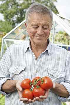 高级男人。温室首页种植tomatoessenior男人。