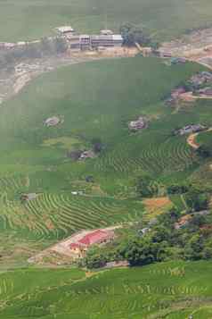 绿色大米阳台山