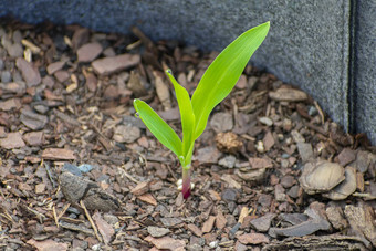 玉<strong>米发芽</strong>日益增长的容器