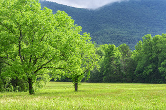 <strong>烟</strong>雾缭绕的山草地背景