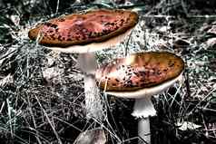 有毒的蘑菇飞木耳森林清算摘要图像