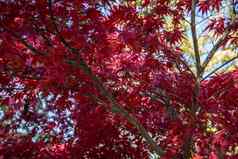红色的秋天叶子枫木