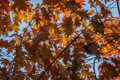 红色的棕色（的）橡木叶子秋天叶子