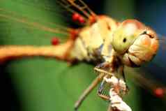 宏照片美丽的自然场景蜻蜓显示眼睛翅膀细节