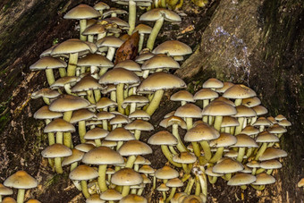 硫头蘑菇殖民地死木