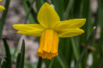 黄色的<strong>水仙花水仙花</strong>床上