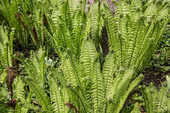 <strong>蕨类植物</strong>植物卷<strong>蕨类植物</strong>的叶子