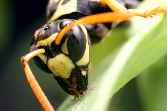 黄蜂只黄里透黑昆虫植物特写镜头