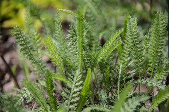 亚罗草本<strong>植物</strong>草花园