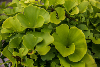 绿色<strong>银杏叶子</strong>年轻的植物