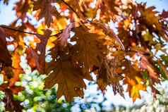 红色的棕色（的）橡木叶子秋天叶子