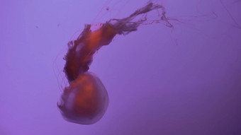 美丽的水母金缕梅模糊浮动海洋