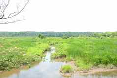 木木板路绿色植物水湿地