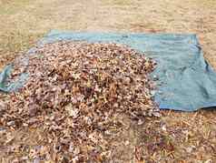 蓝色的防水布下降棕色（的）叶子秋天冬天