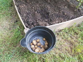 黑色的<strong>塑料桶</strong>土豆花园污垢