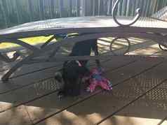 黑色的小狗狗狗玩具下面甲板椅子