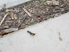 黑色的蚂蚁携带死蜜蜂地面水泥