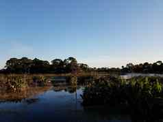 鸟树湖池塘水草佛罗里达
