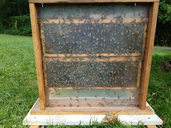 蜂巢木盒子