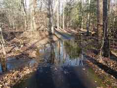 树森林水溪下降棕色（的）叶子沥青路径