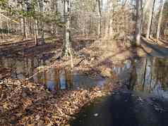 树森林水溪下降棕色（的）叶子沥青路径