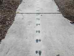 动物跟踪打印灰色水泥人行道上