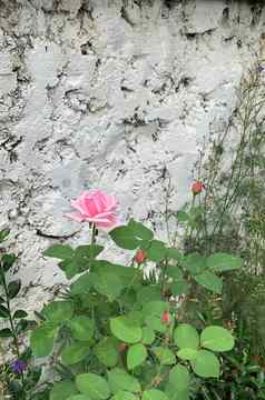 玫瑰布什粉红色的玫瑰花灰色的墙